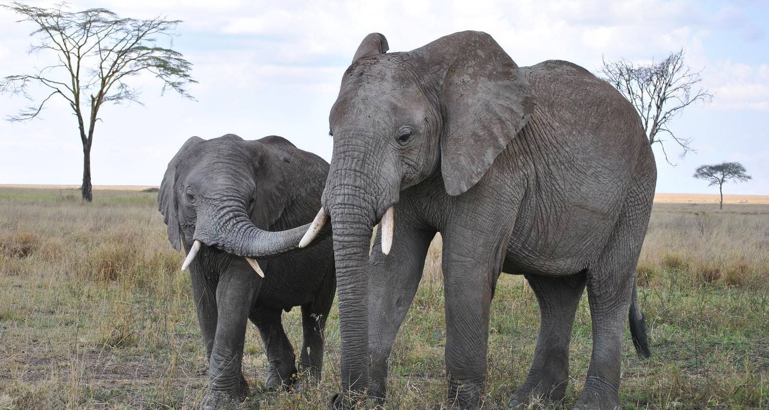 Safari de 4 jours dans le Tarangire, le Serengeti et le Ngorongoro - Kilimanjaro Economy Safari