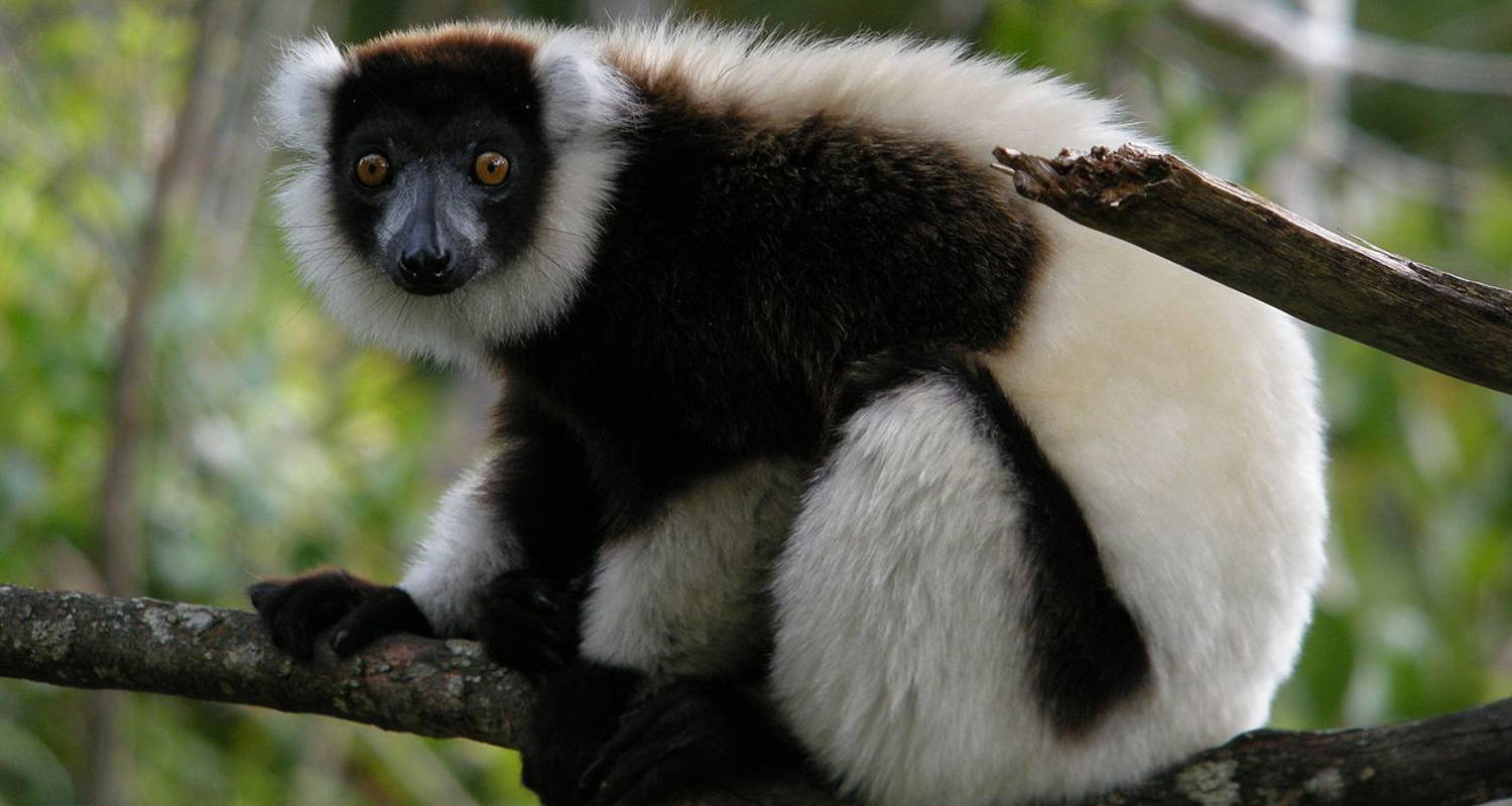 Wildlife Madagaskar | Natuur & Cultuur reizen - HT Agency Tours