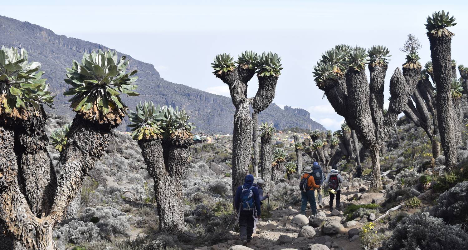 7 jours sur la route Machame - Kilimanjaro Wonders Expedition Safari