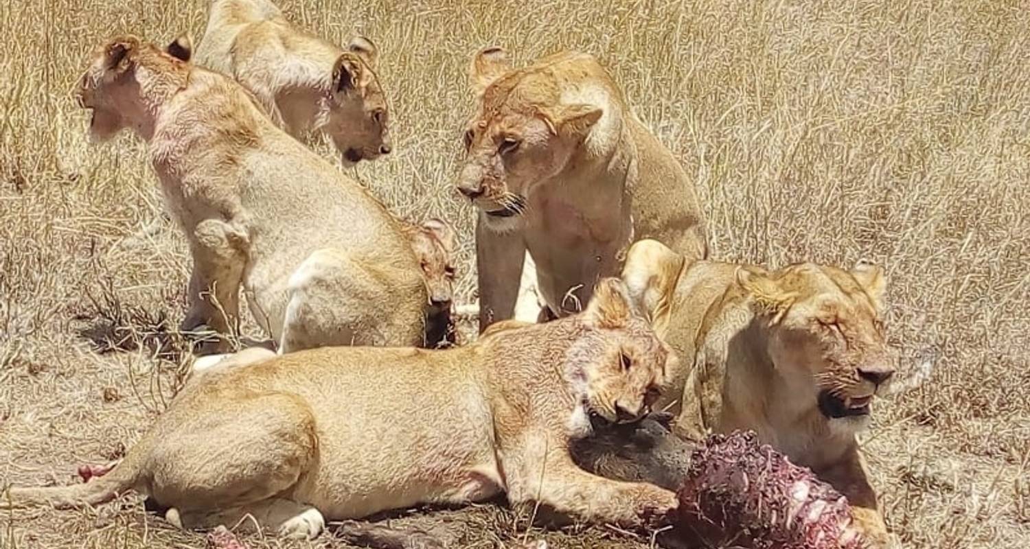 Safari de 4 jours au lac Manyara, au Serengeti et au Ngorongoro - Kilimanjaro Wonders Expedition Safari