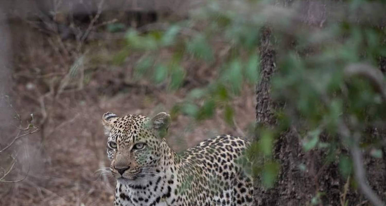 Safari de 5 días por la naturaleza - Kilimanjaro Wonders Expedition Safari