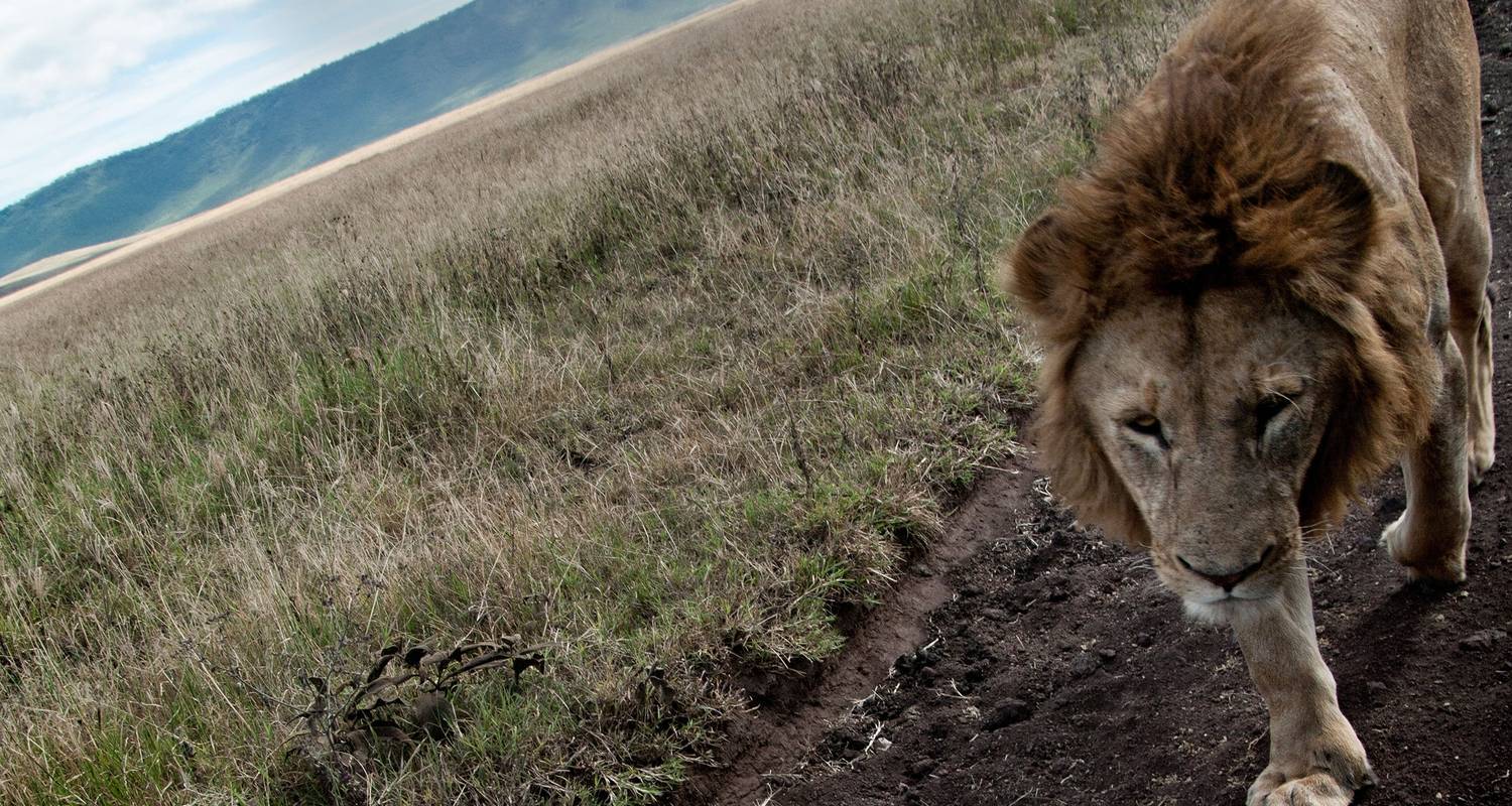 5-daagse groepskampeersafari twee nachten in Serengeti - Kilimanjaro Wonders Expedition Safari