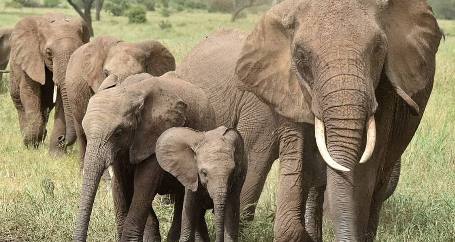 6 días de safari en grupo por el Serengeti en lodge clásico - Kilimanjaro Wonders Expedition Safari