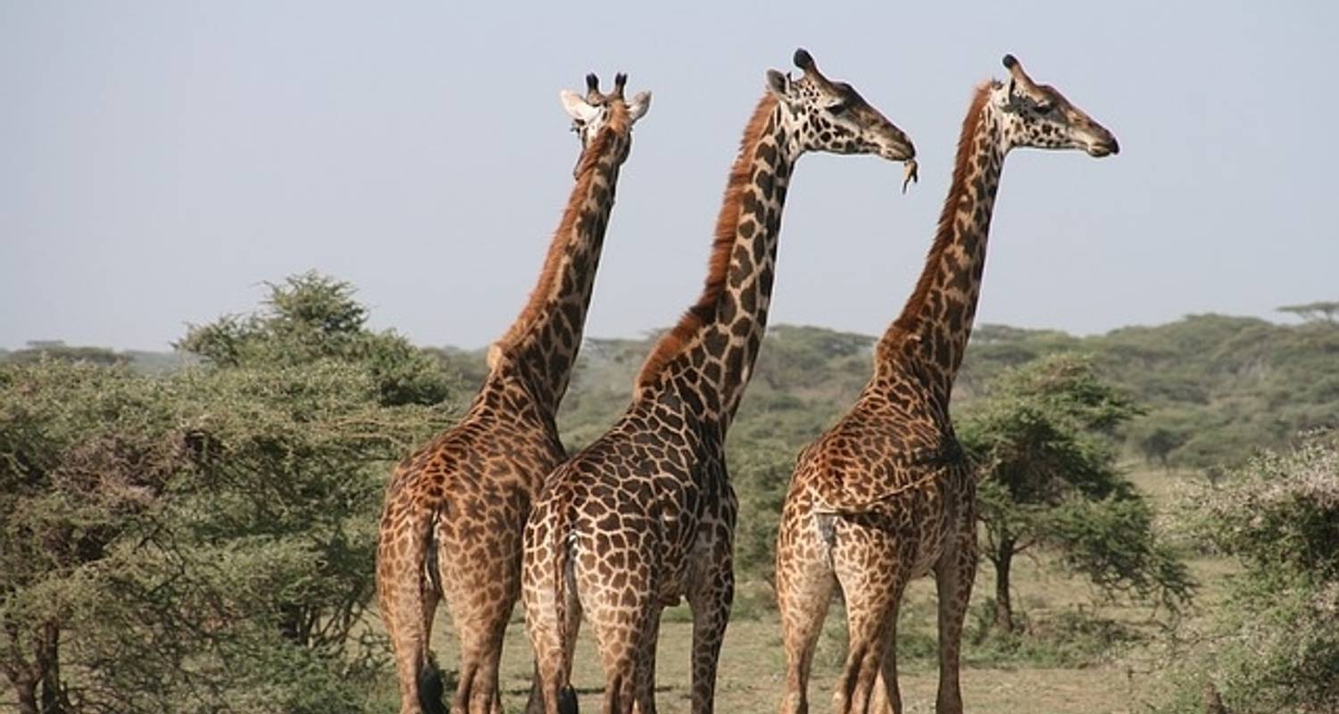 Safari d'une journée dans le parc national d'Arusha - Kilimanjaro Wonders Expedition Safari