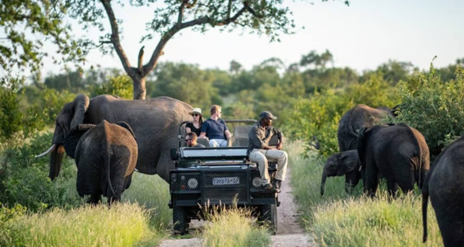 1 Day - Big Five Game Drive Safari in Kruger - Knap Tours Limited