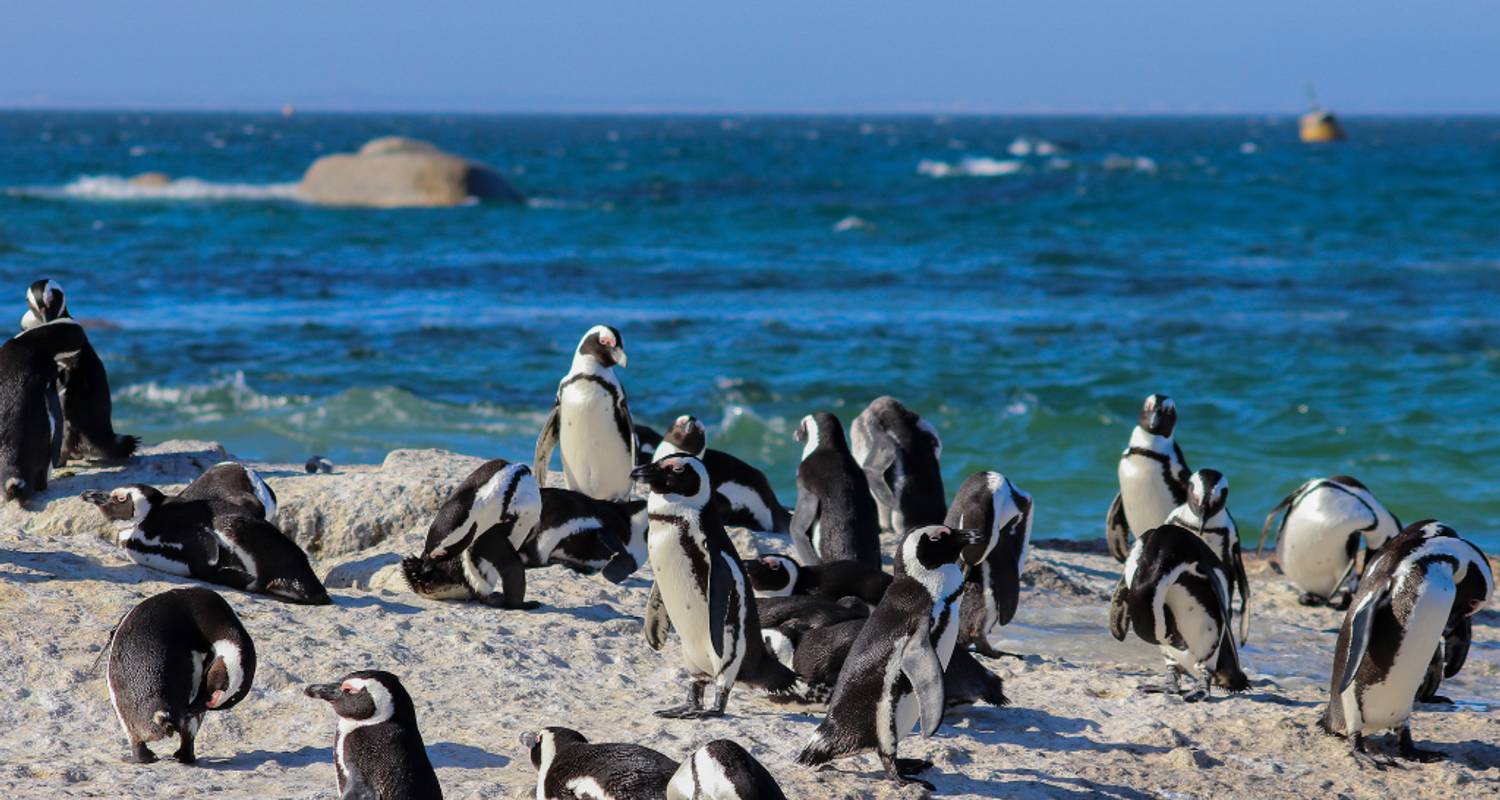 1 Día - Excursión Pingüinos Punta del Cabo y Playa de Boulders - Knap Tours Limited