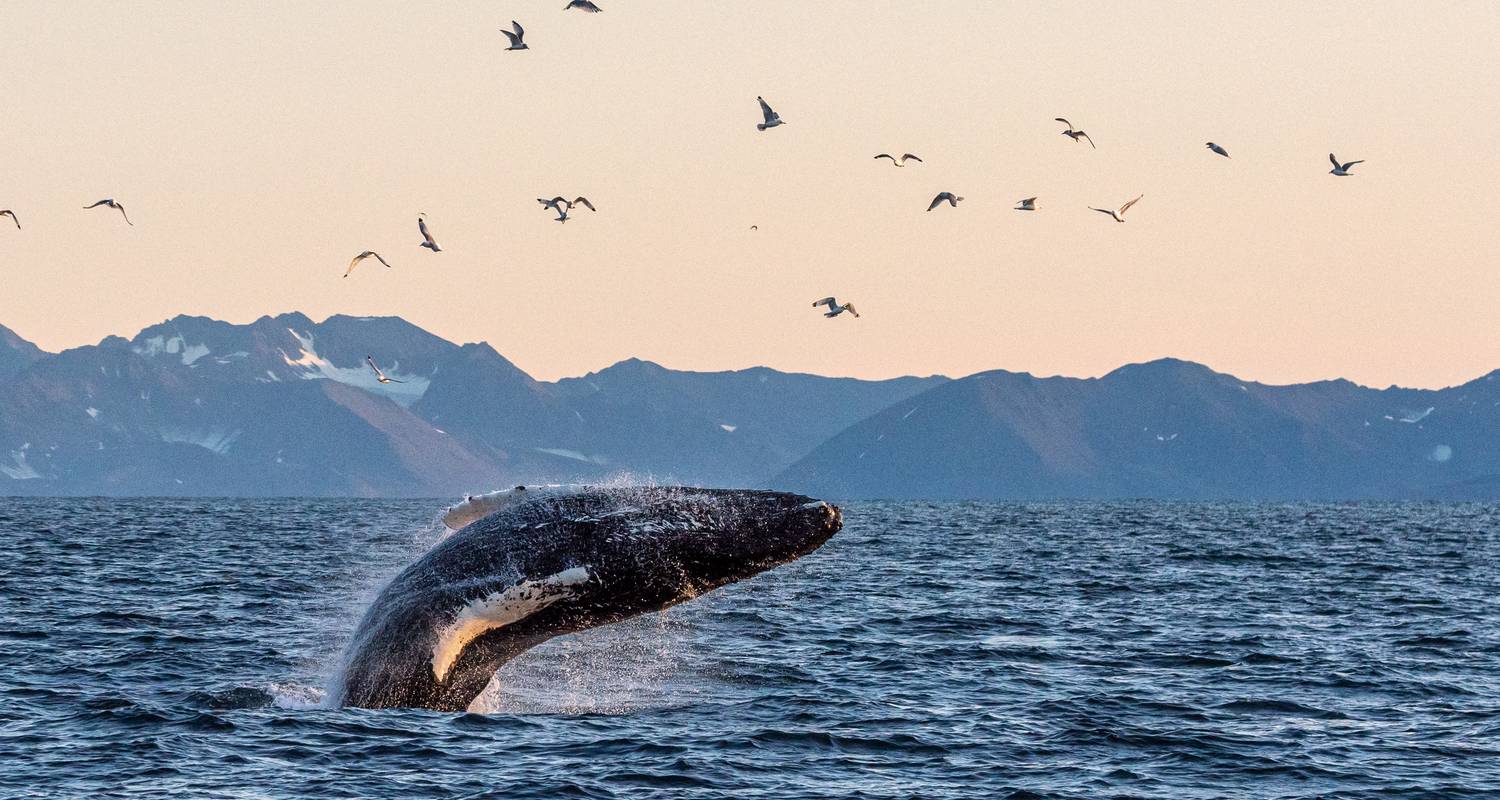 Spitzbergen Adventure: Fjord Vibes & Arctic Nights