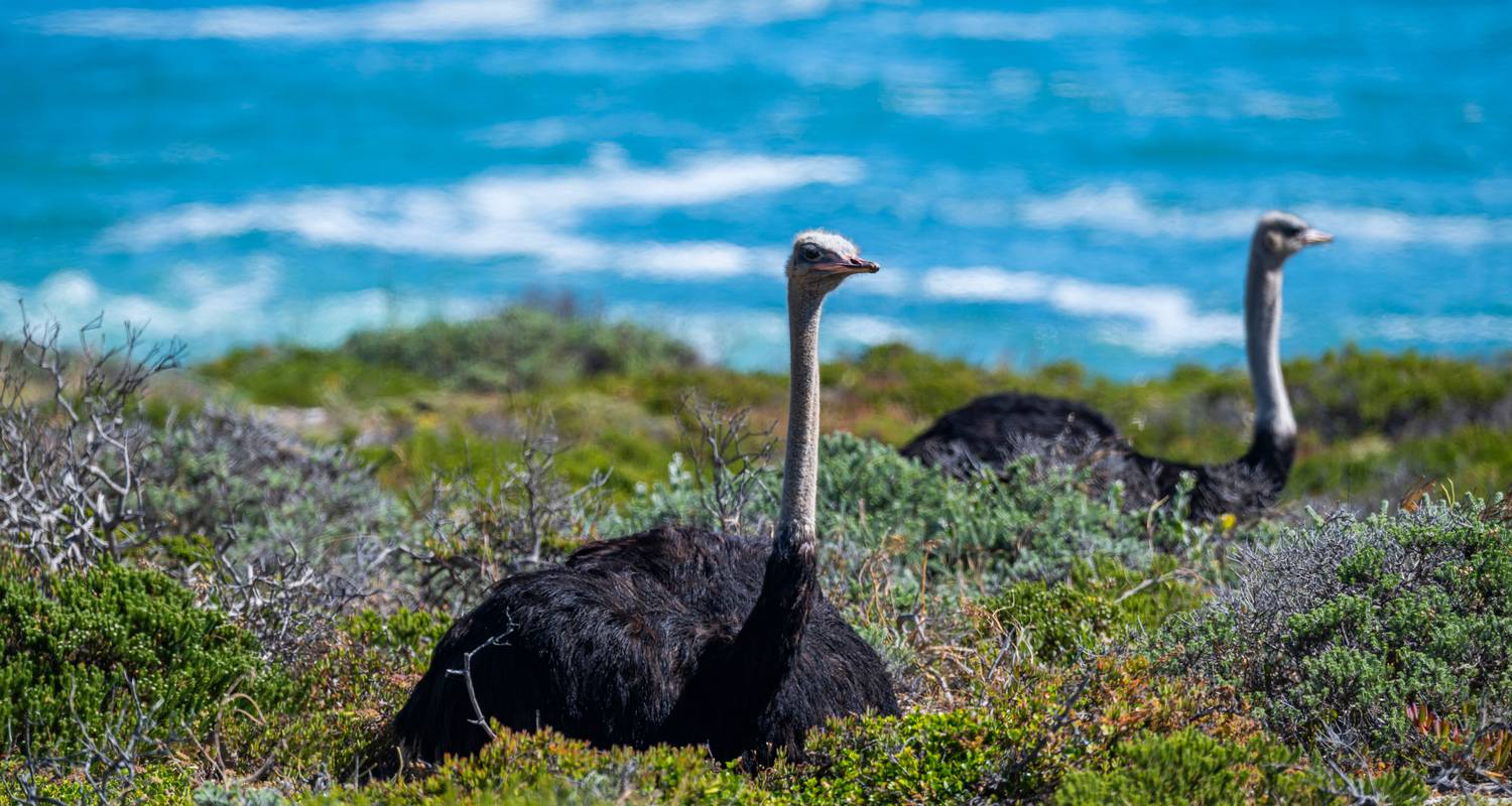 10 Tage Garden Route Rundreisen