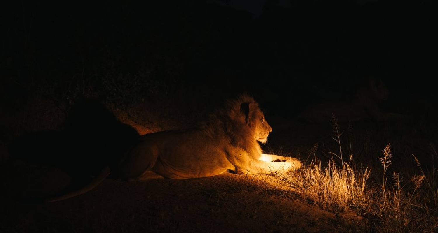 1 Día - Safari nocturno exclusivo en el Gran Kruger - Knap Tours Limited