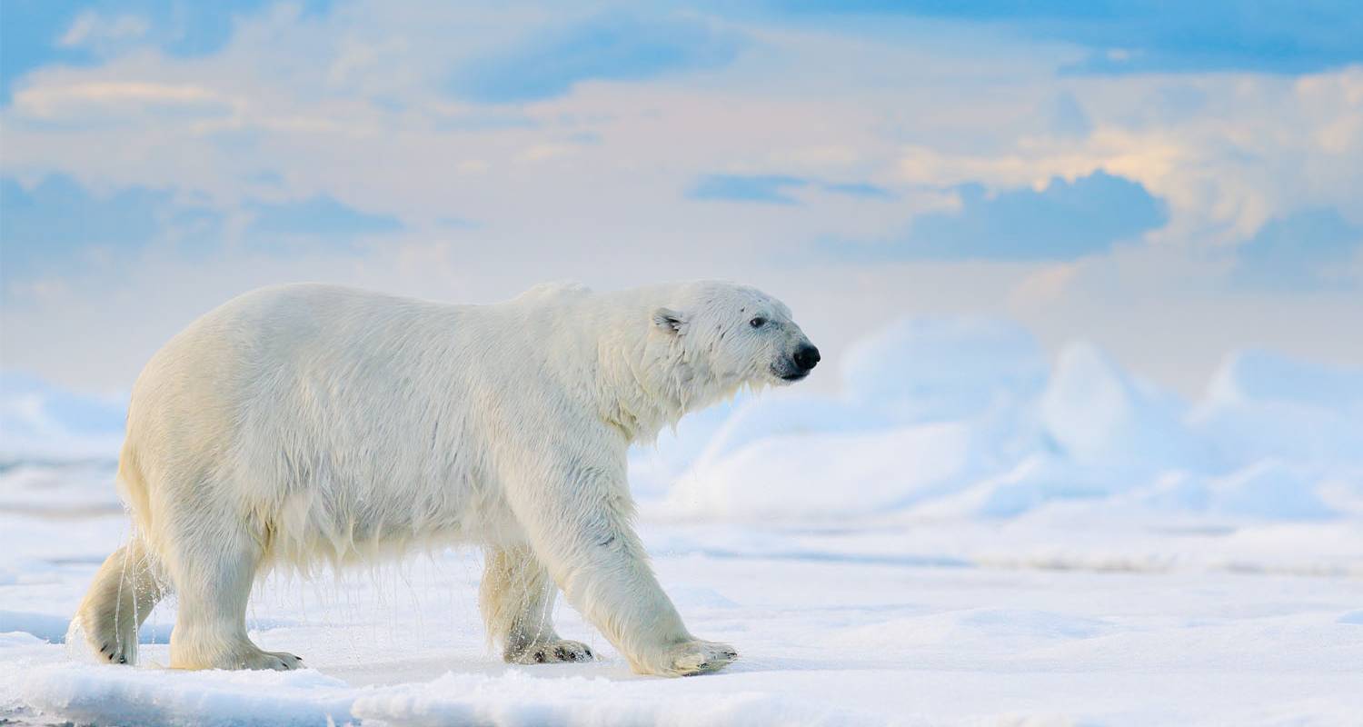 Spectacular Svalbard - 6 days