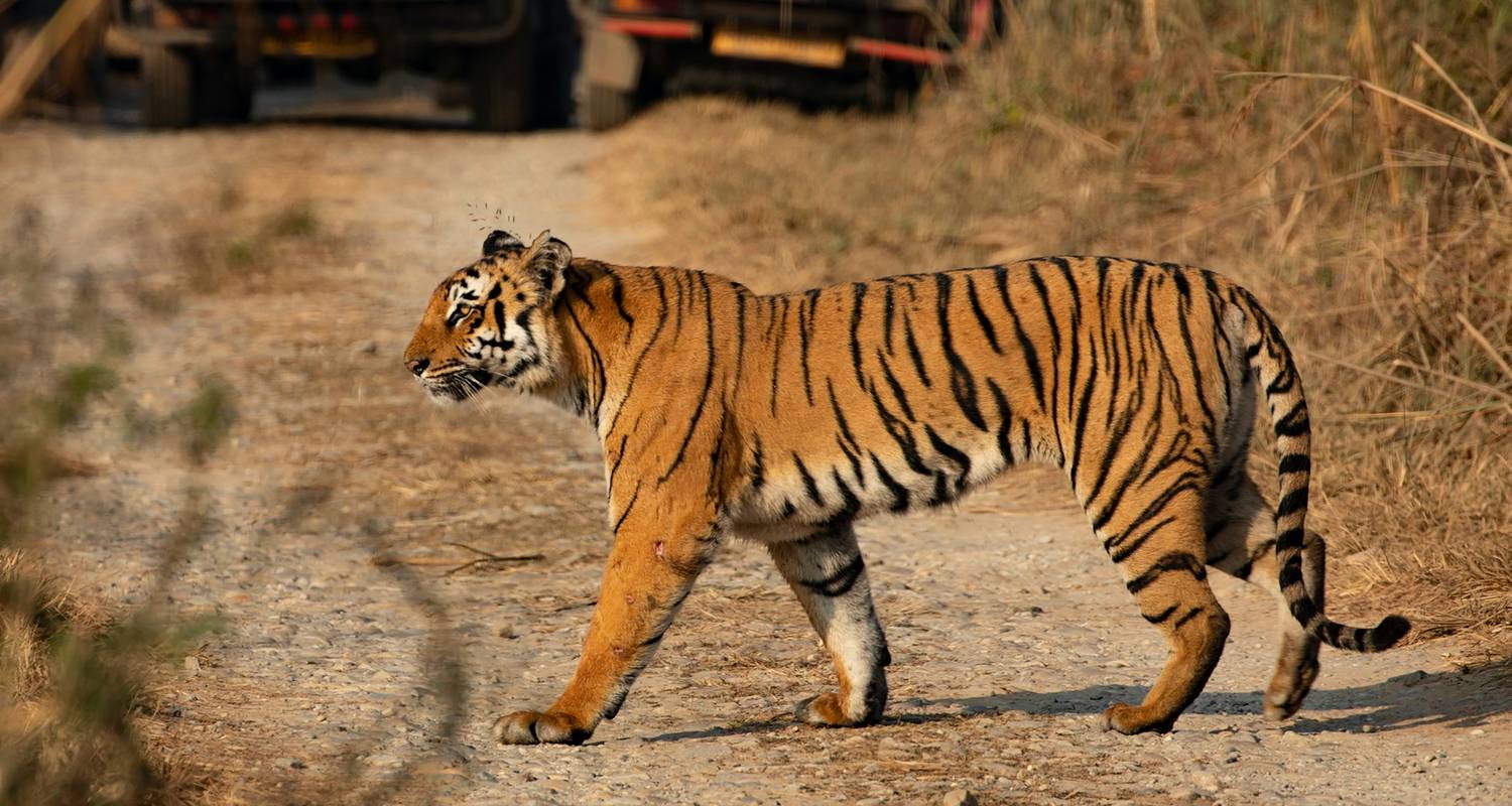 Tigre indio con el Triángulo de Oro - Itinerario de 10 días - Vijay India Tours