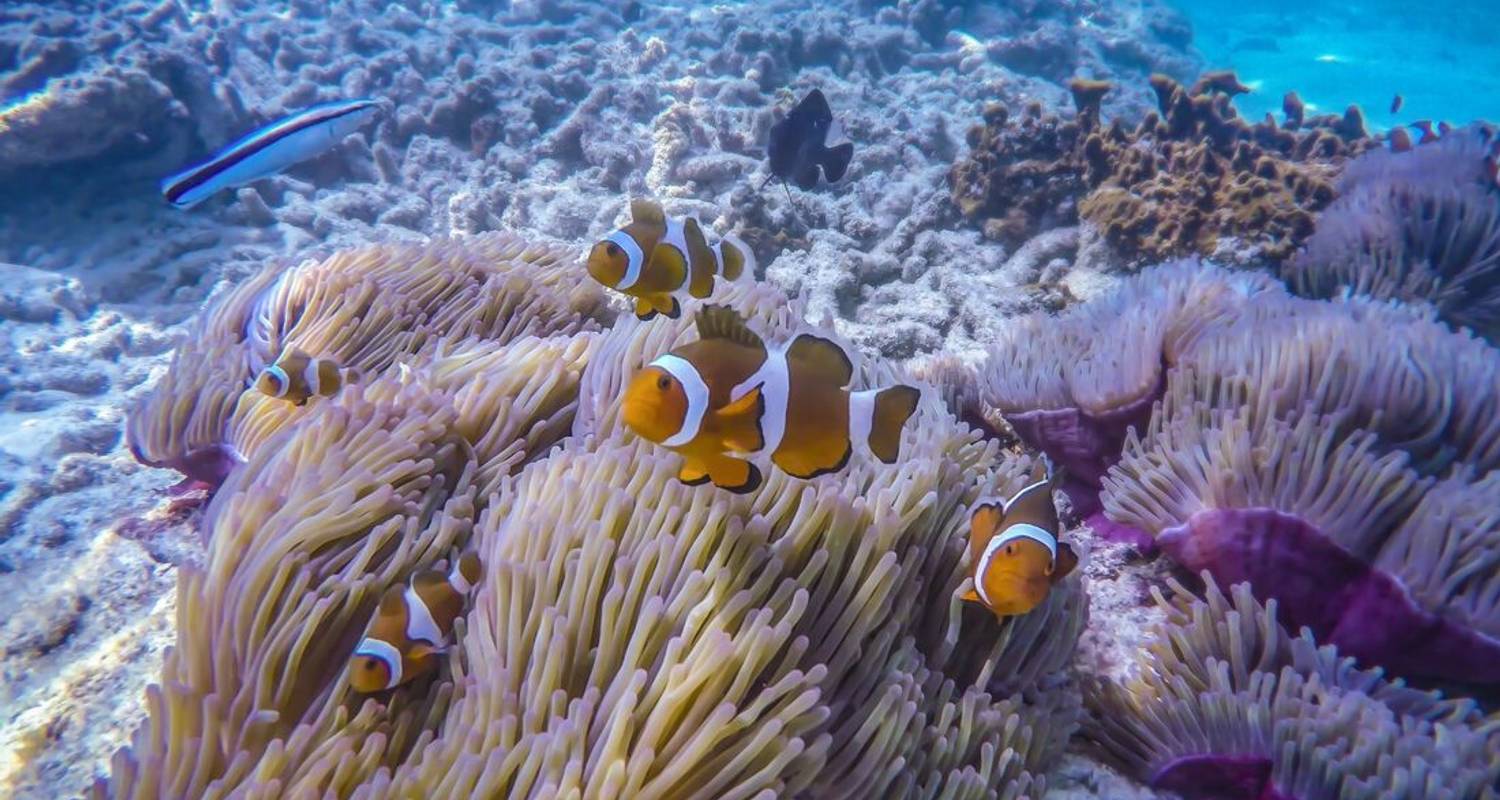 Malaysia's Jungle Railway Adventure