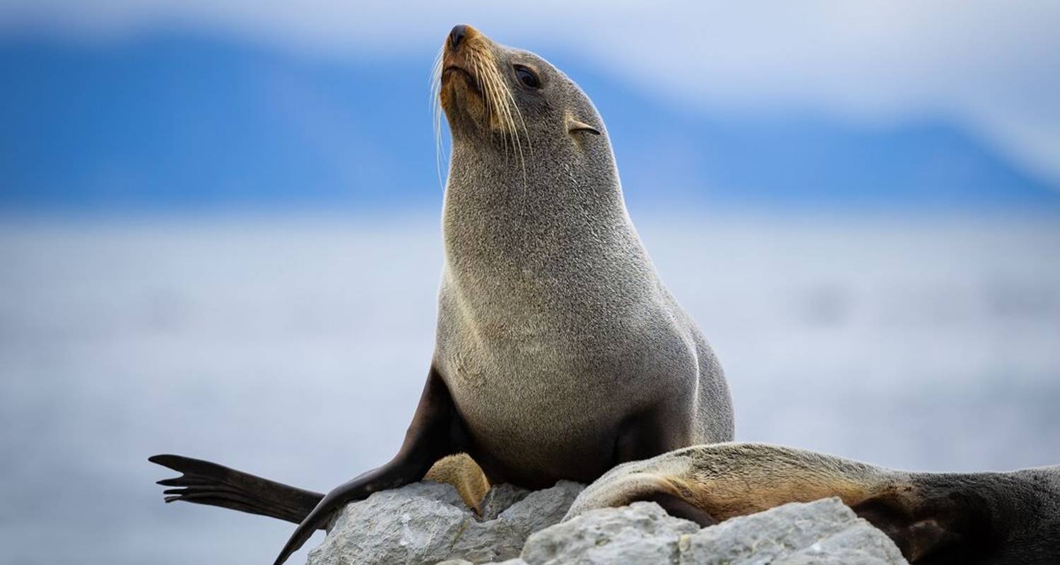 New Zealand's North to South Island Adventure