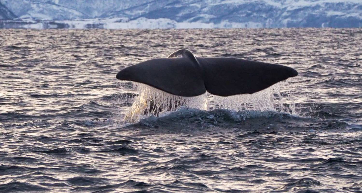 Nordnorwegen Polarkreuzfahrten