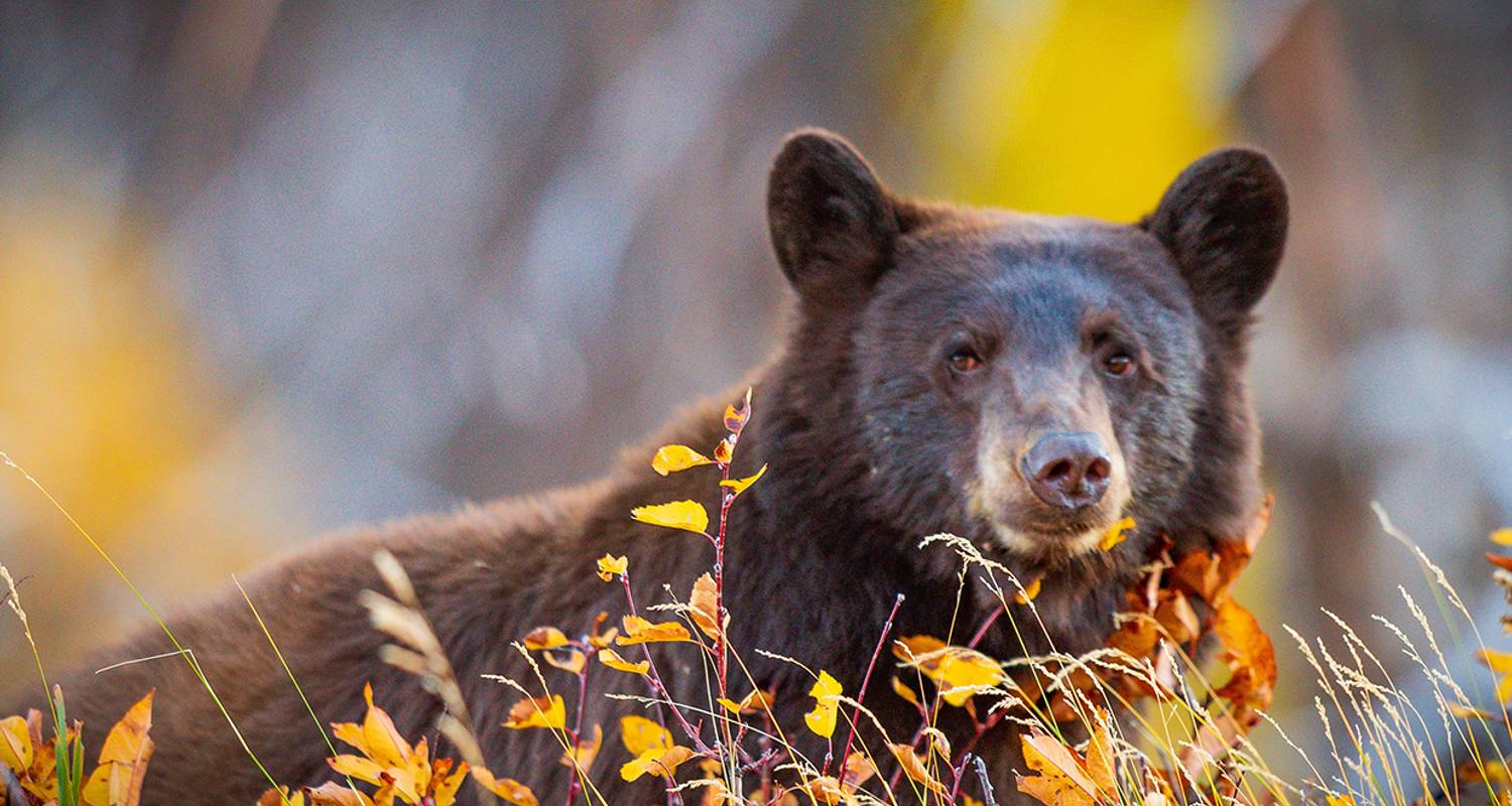 Kanada Rundreise im Mai 2026