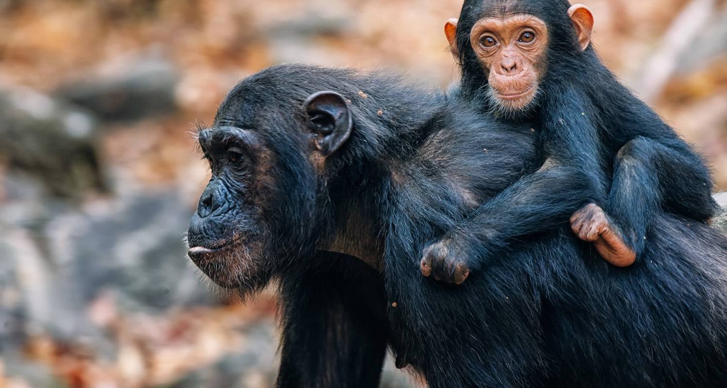EXPLORER L'OUEST DE LA TANZANIE EN SAFARI - Johnadventures