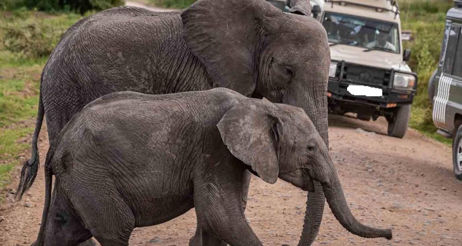 Selous Game Reserve Tours & Trips