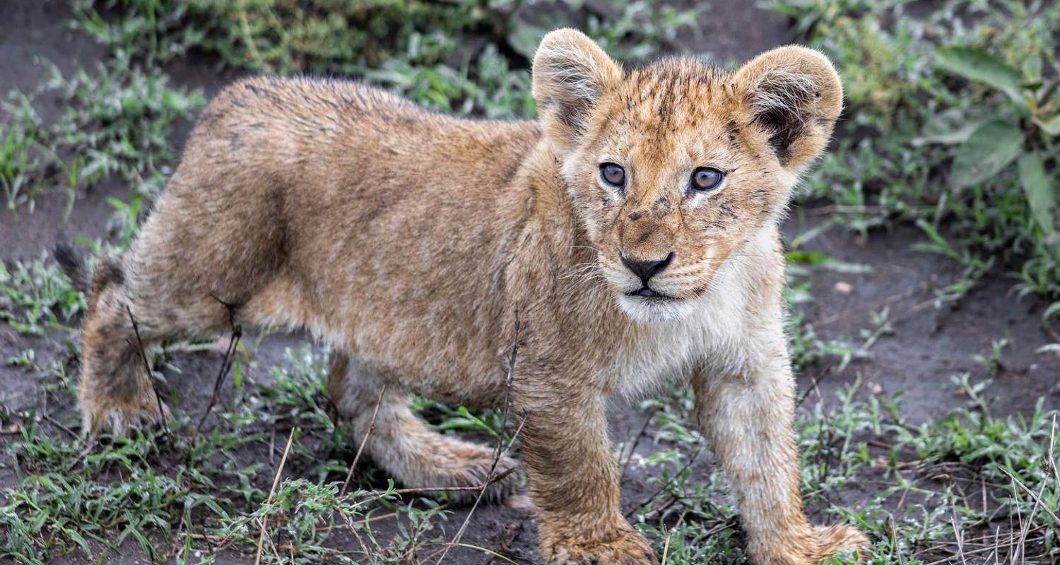 Serengeti National Park Tours from Arusha