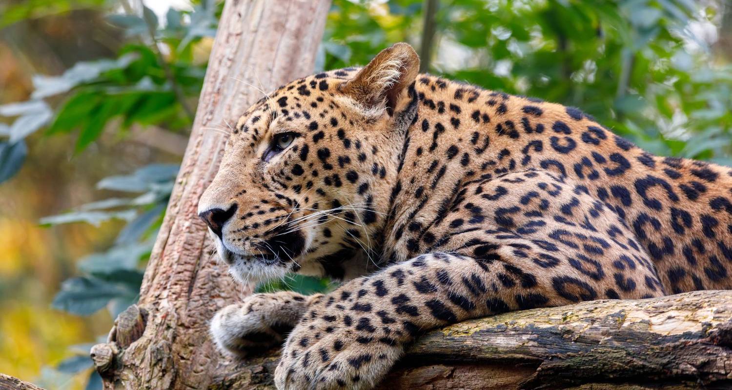 Breathtaking Sri Lankan Experience
