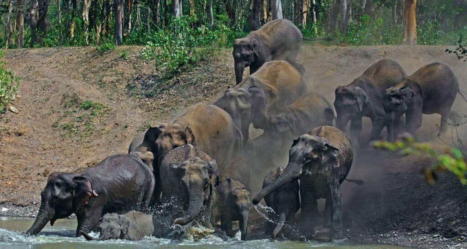 Rajaji Wilderness Safari: Tages von Haridwar oder Rishikesh - Agora Voyages OPC Pvt Ltd