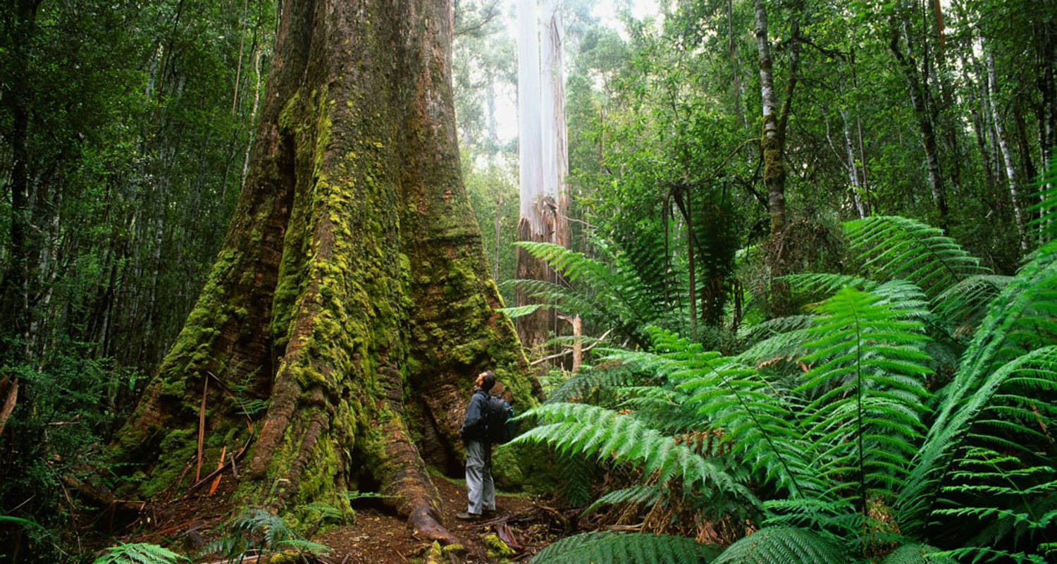 Vida Salvaje circuitos en Tasmania