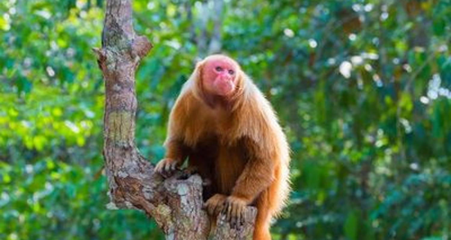 Visita turística circuitos en Selva Amazónica