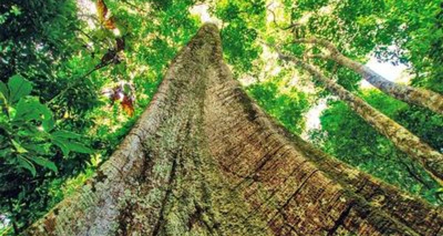 Sightseeing Tours & Trips in Amazon Rainforest