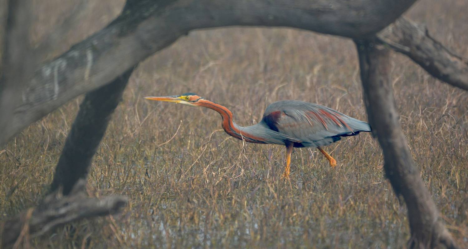 Single reizen in Gujarat