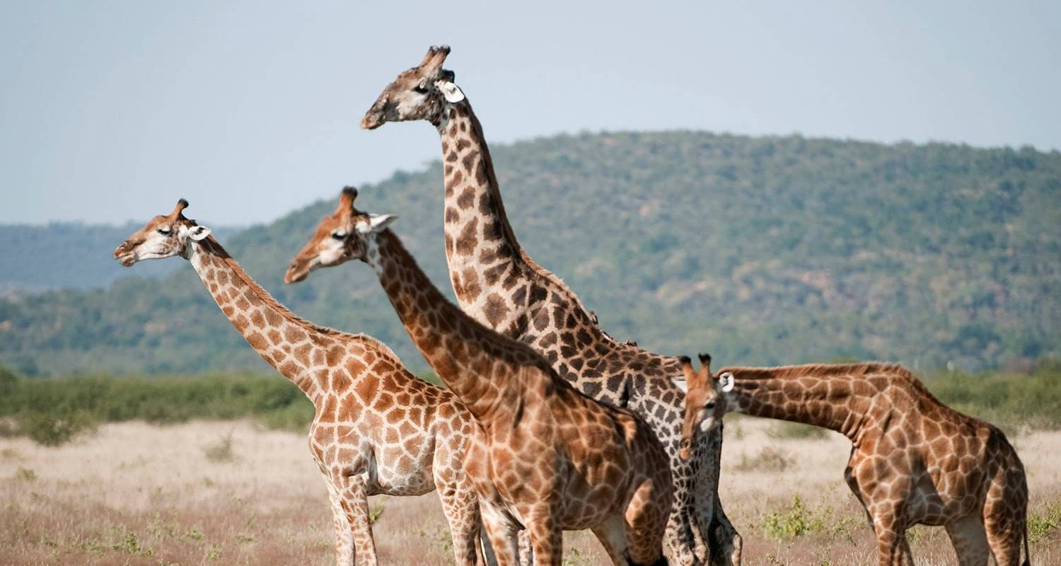 Safari and The Seychelles 2027-2028