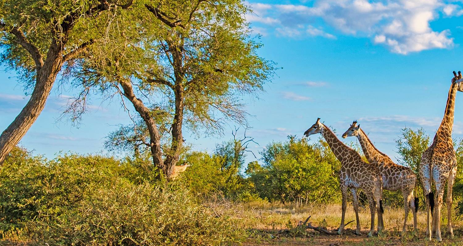 Kenya et Afrique du Sud : Circuits faune 2025/2026
