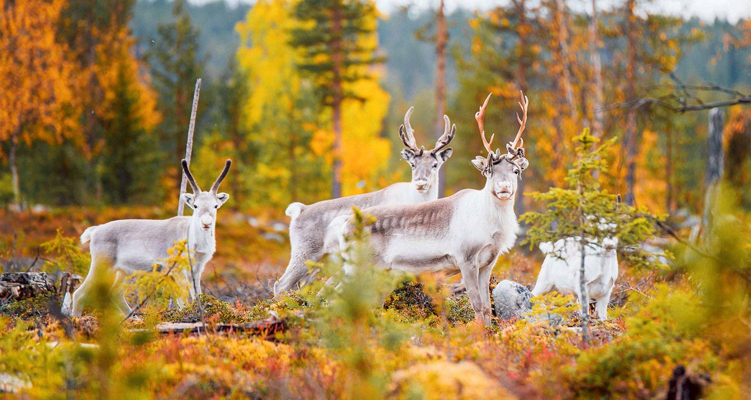 3 Days Wild Rovaniemi Summer Vacation in Finland