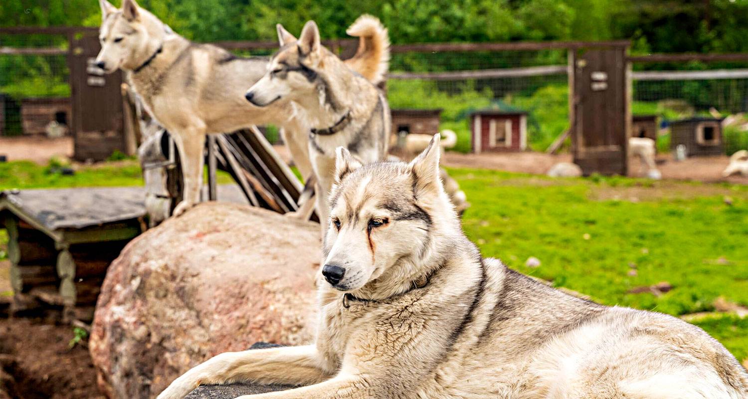 3 Days Wild Rovaniemi Summer Vacation in Finland