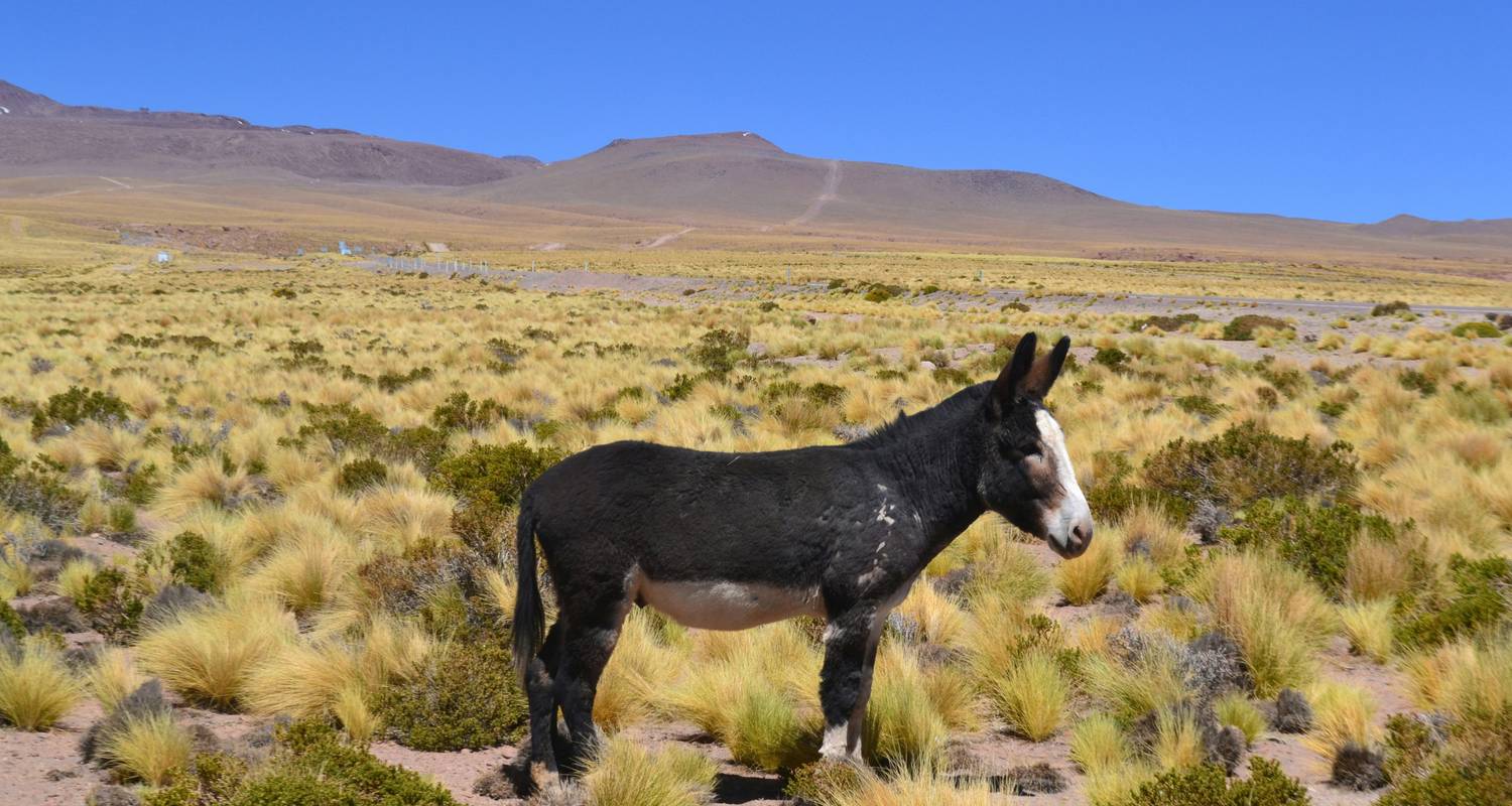 2-Week Patagonia Tour Packages