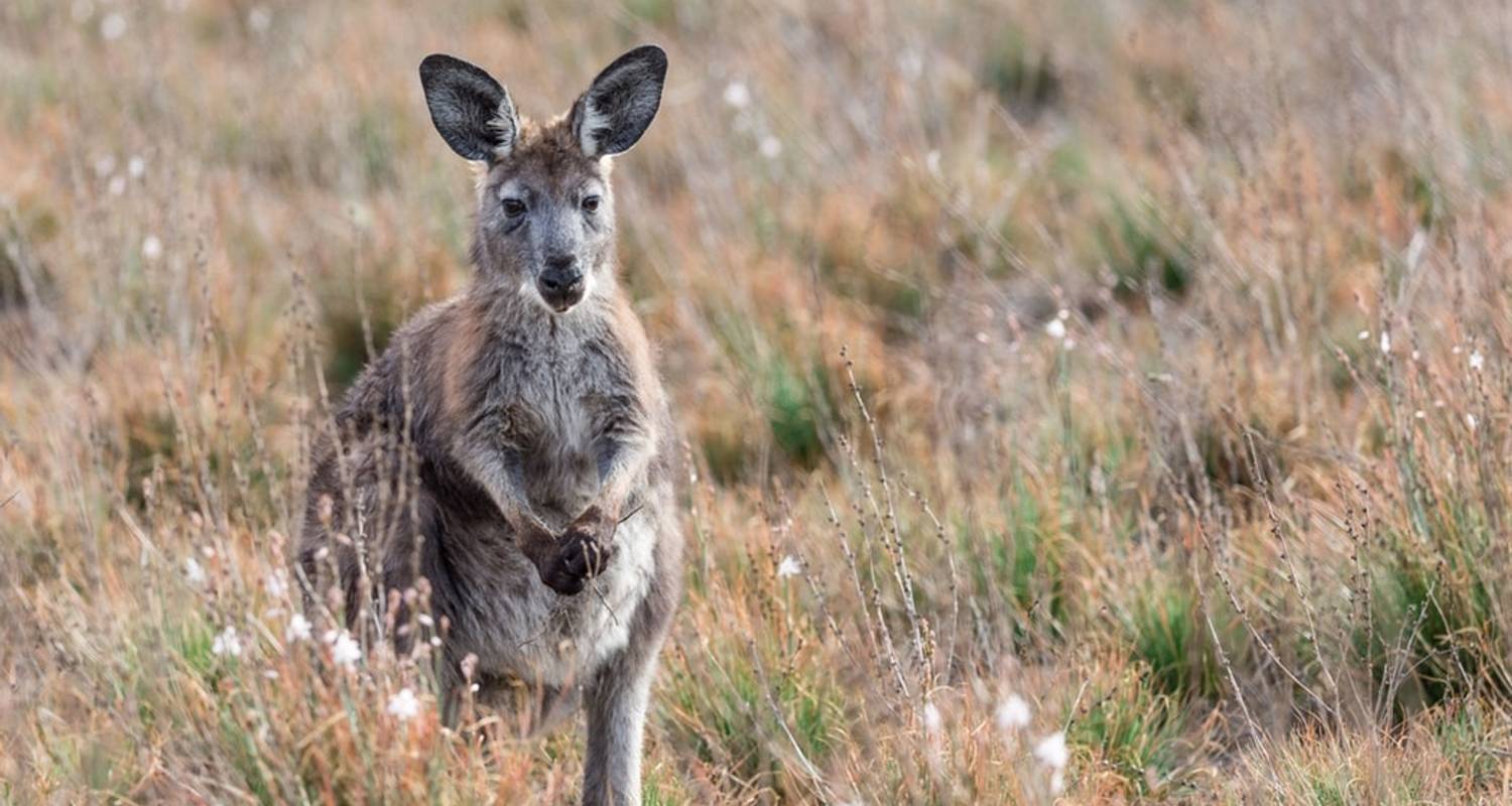 Heysen Trail and the Flinders Ranges by World Expeditions with 3 Tour