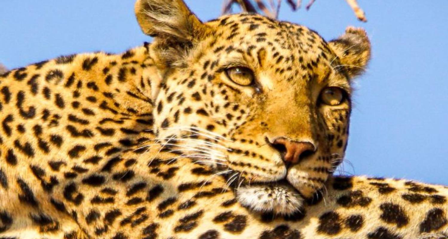 Circuits Botswana de 3 jours