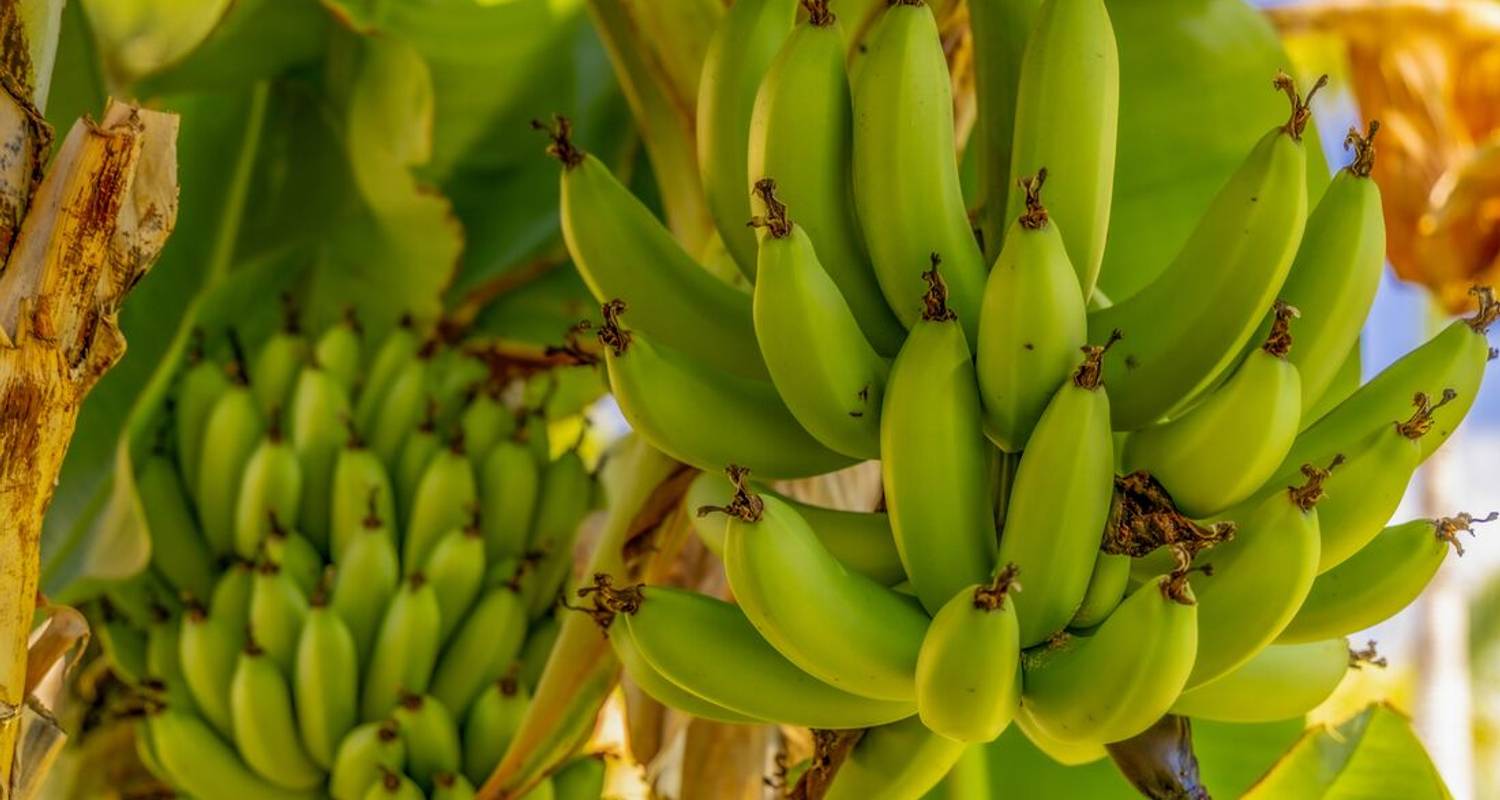 Hike The Canary Islands	