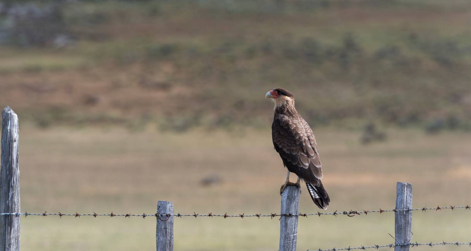 Circuits Chili de 3 semaines