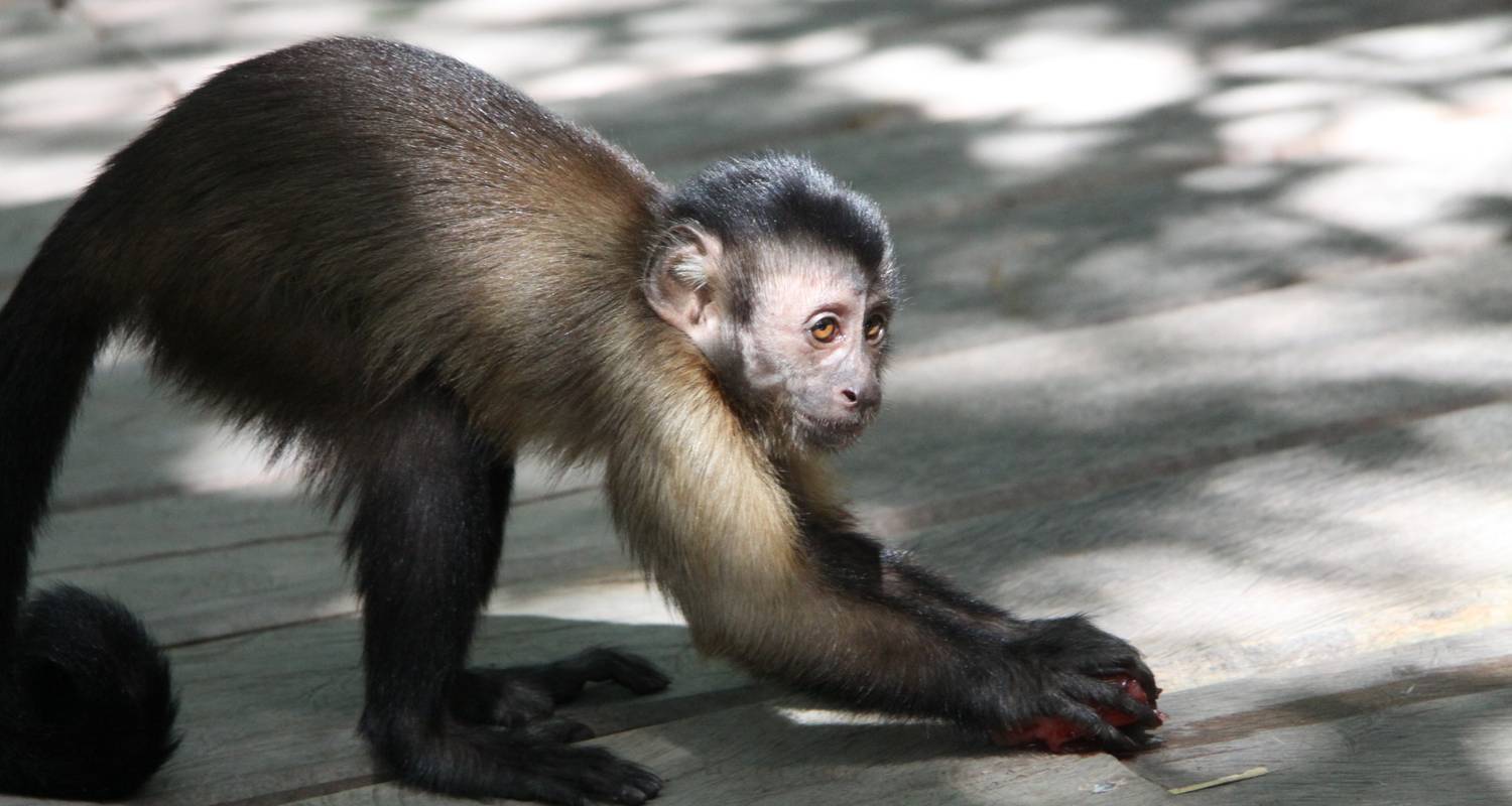 Hoogtepunten van Brazilië (10 dagen) - ASI Reisen