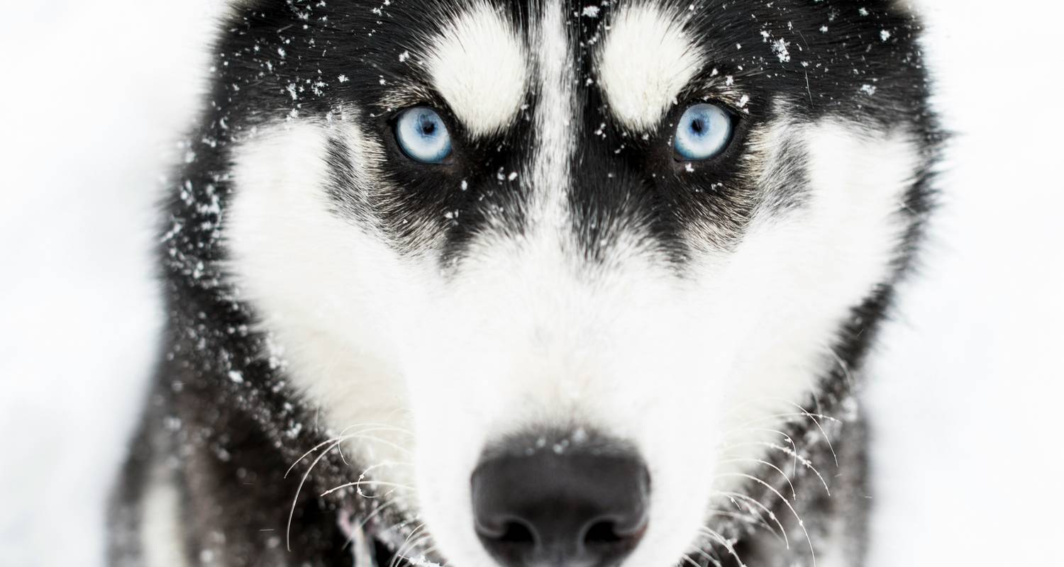 New Year's Lapland break 5 Days