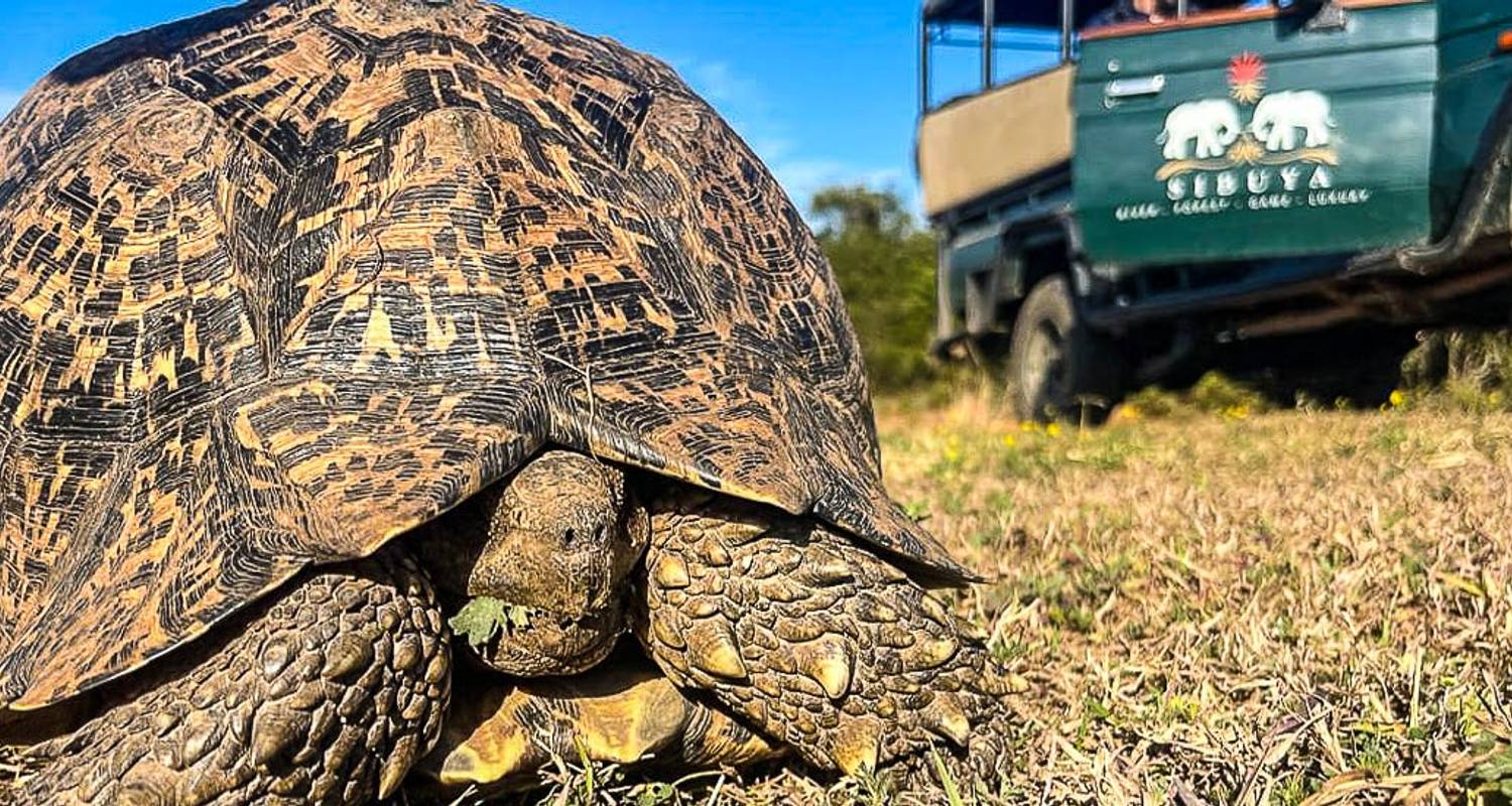 2-Weekse rondreis Zuid-Afrika