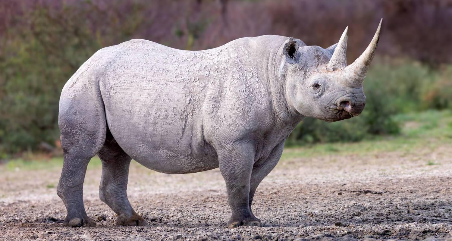 Maasai Mara National Reserve to Nairobi Tours