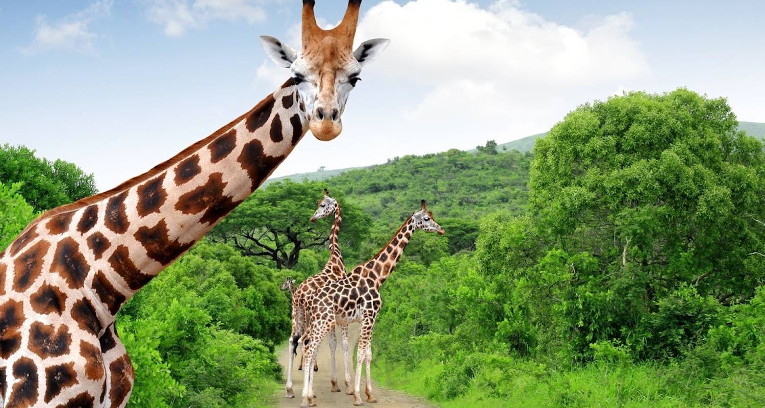 Private Tours & Trips in Sabi Sand National Park