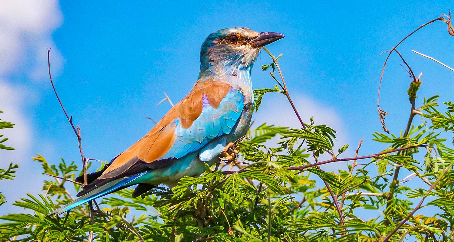 Customized 5 Days Angola Coastal Trip, Private Guide and Daily Start