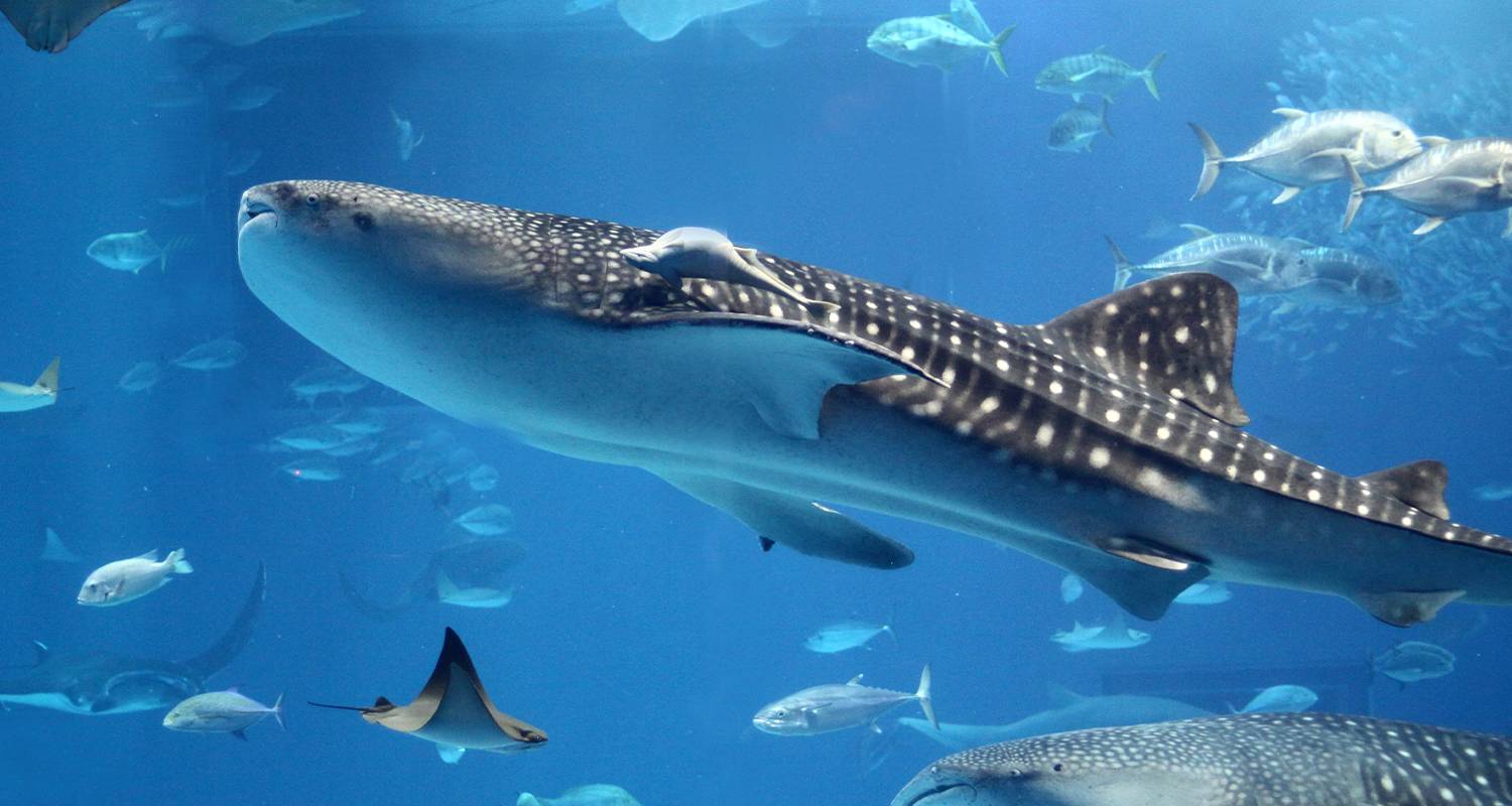 Circuits et voyages Récif de Ningaloo au départ de Perth