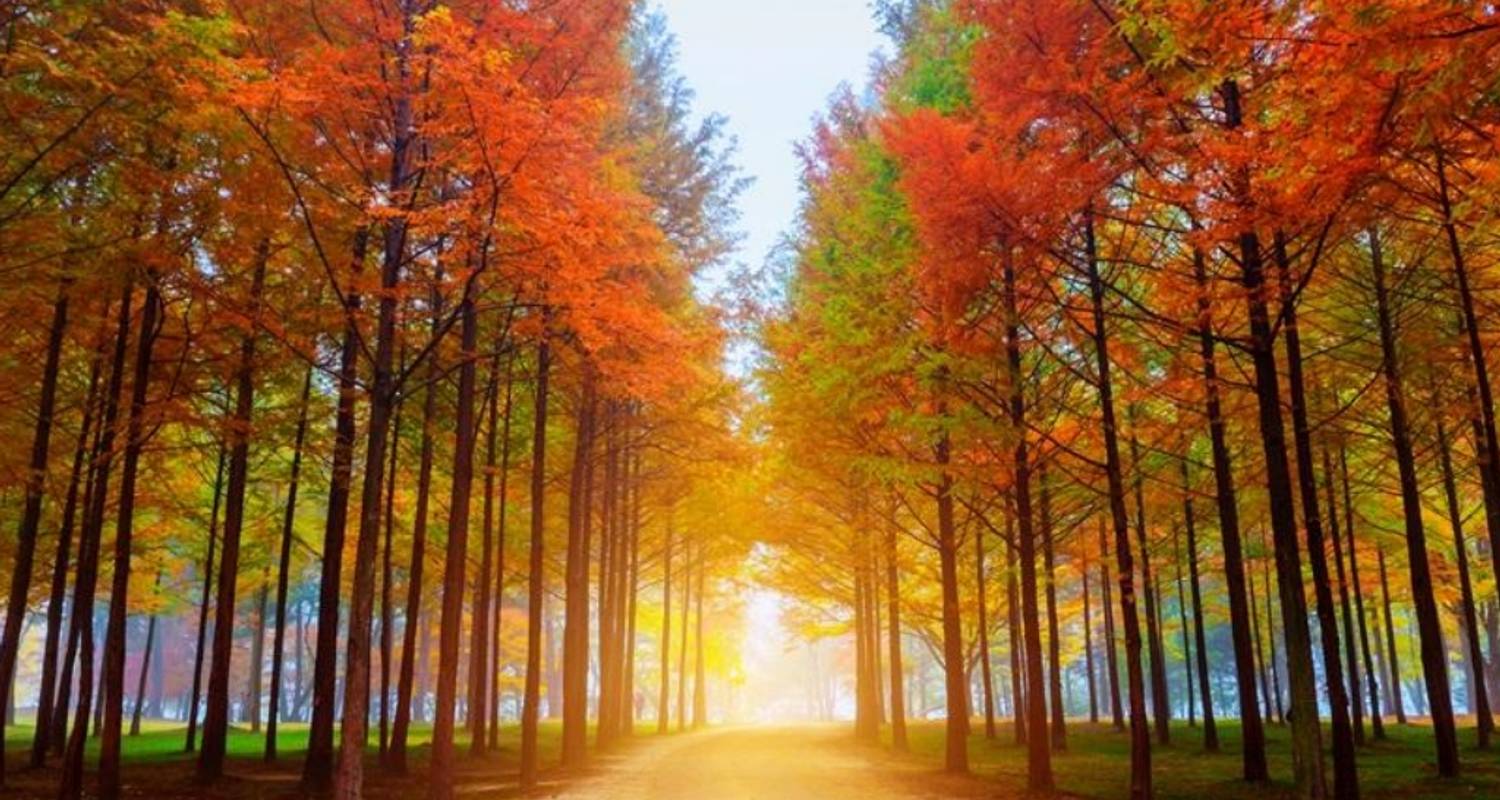 Seoul to Busan Tours