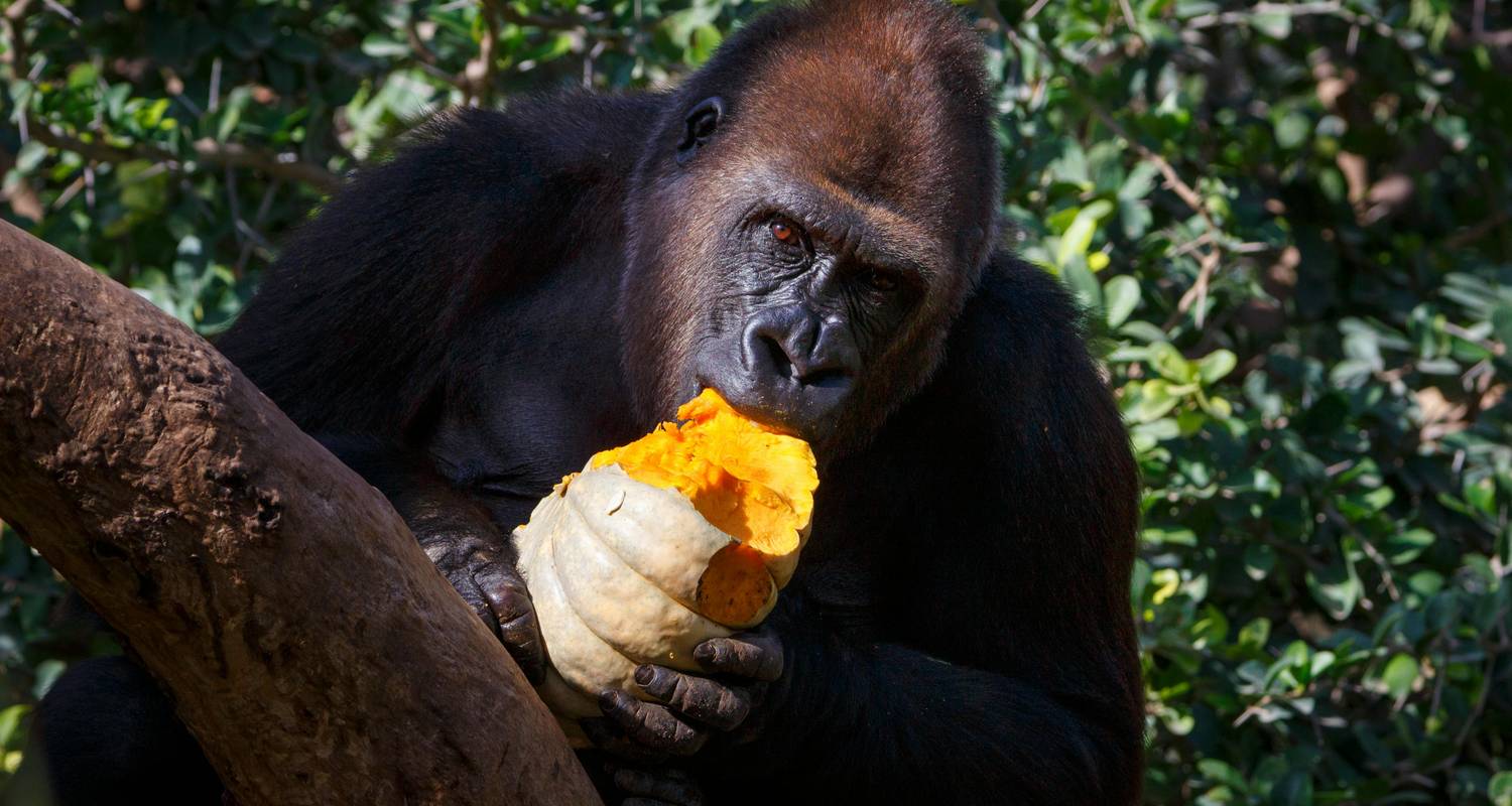 Circuitos y Viajes por Tanzania y Uganda