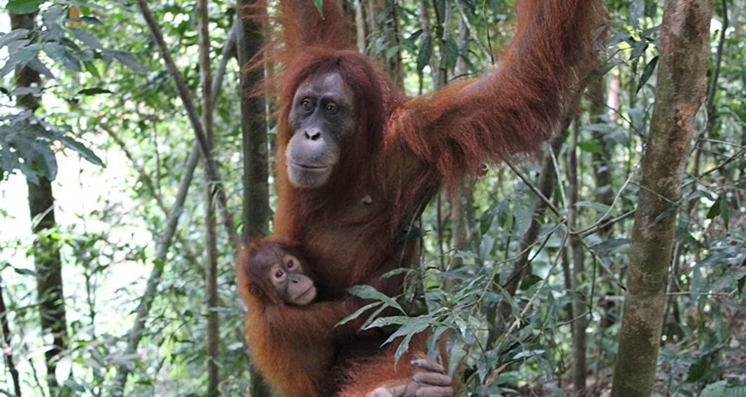 Borneo Tierwelt Entdeckungsreise - Exodus Travels