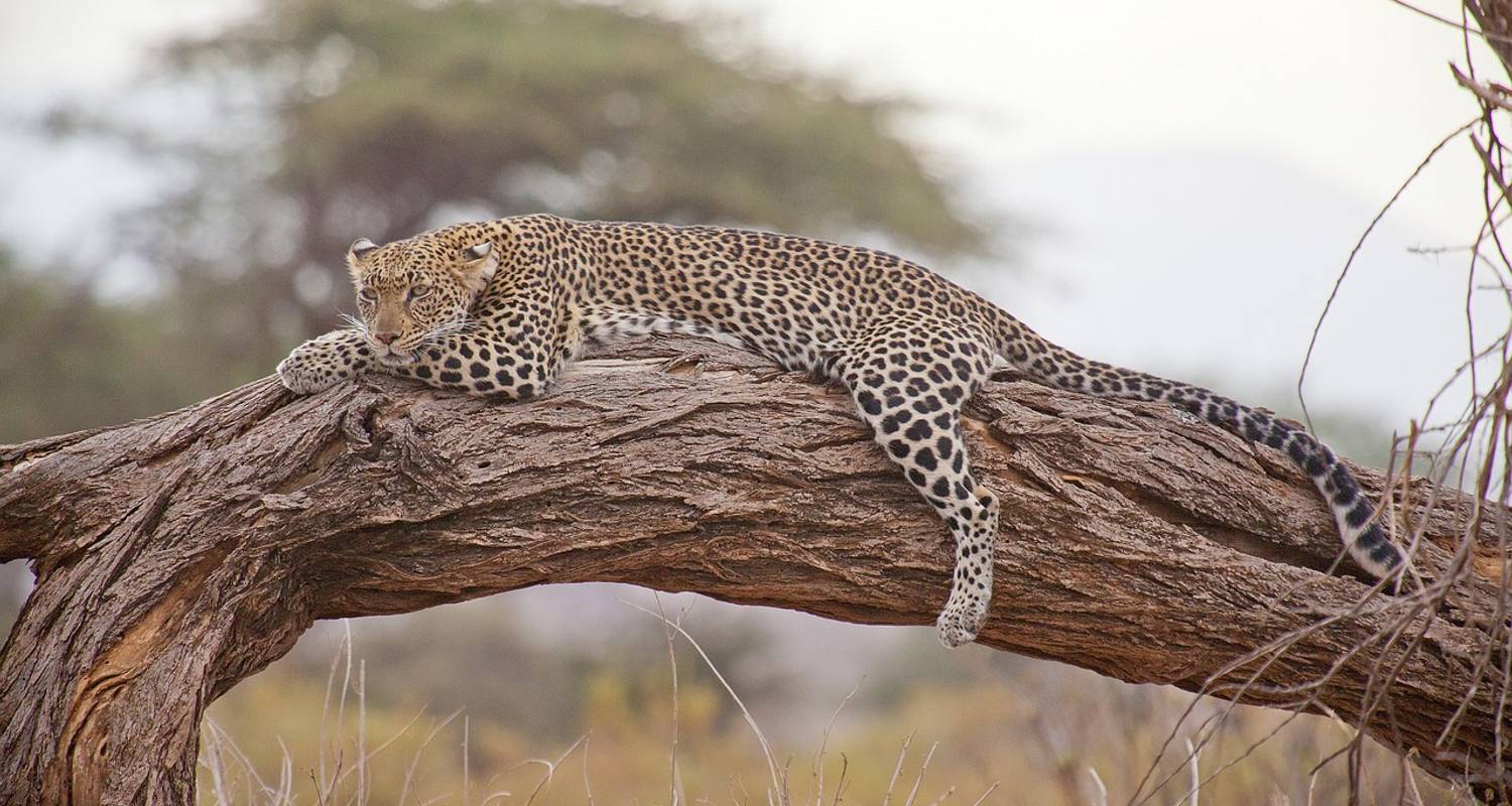 1 Day Akagera National Park Tour