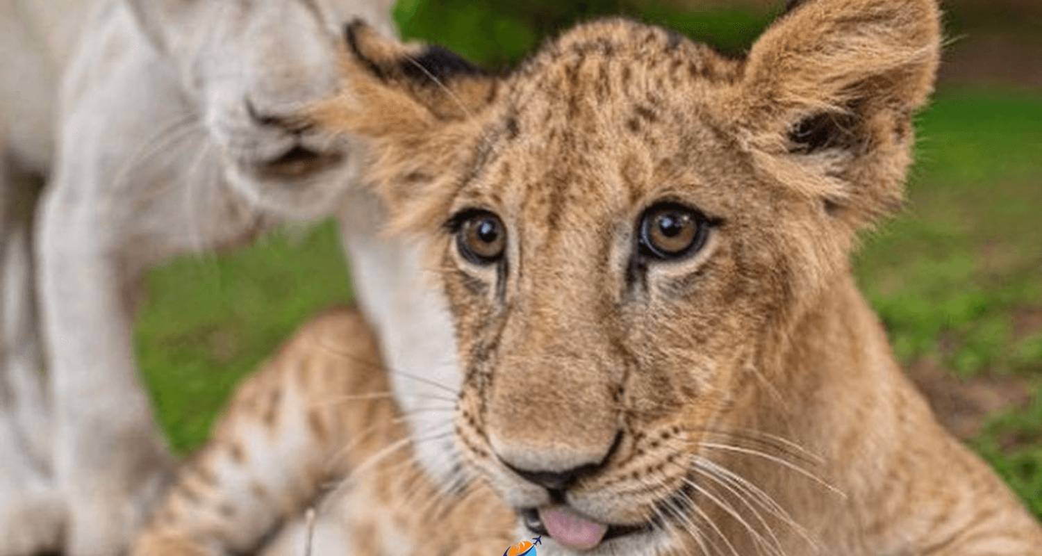 9-DAY TOUR OF PORTUGAL & SENEGAL