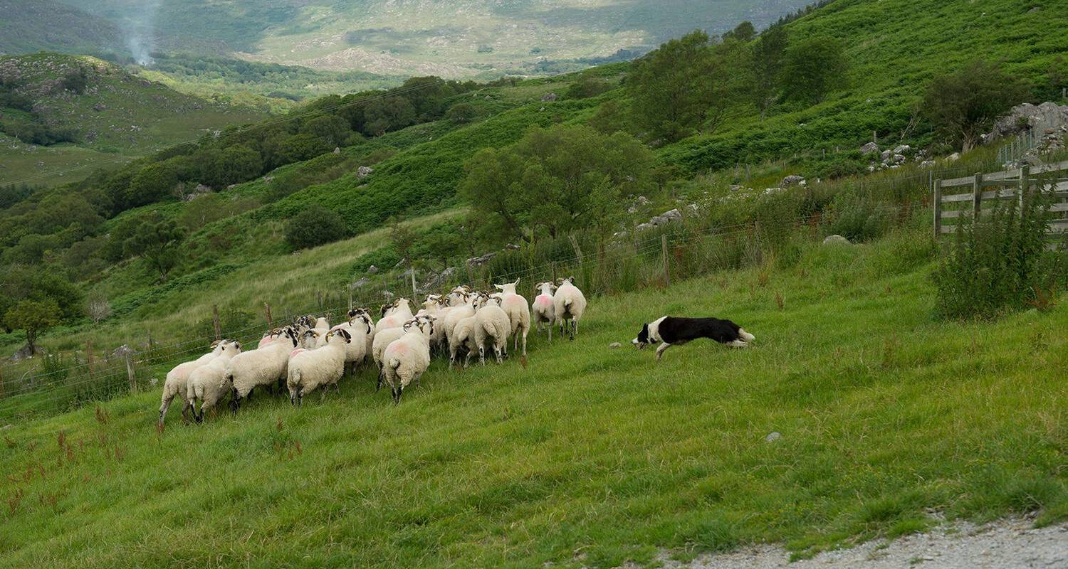 Mystical Ireland - 8 Days/7 Nights - CIE Tours